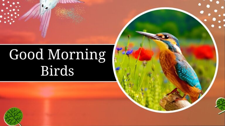 135+ GOOD MORNING BIRDS